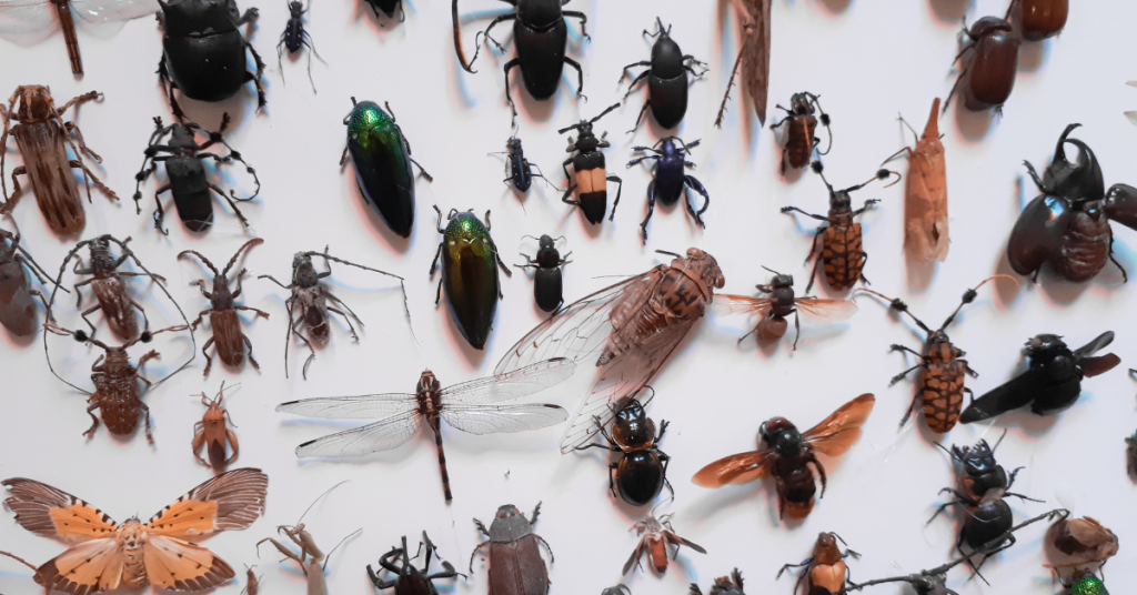 insect