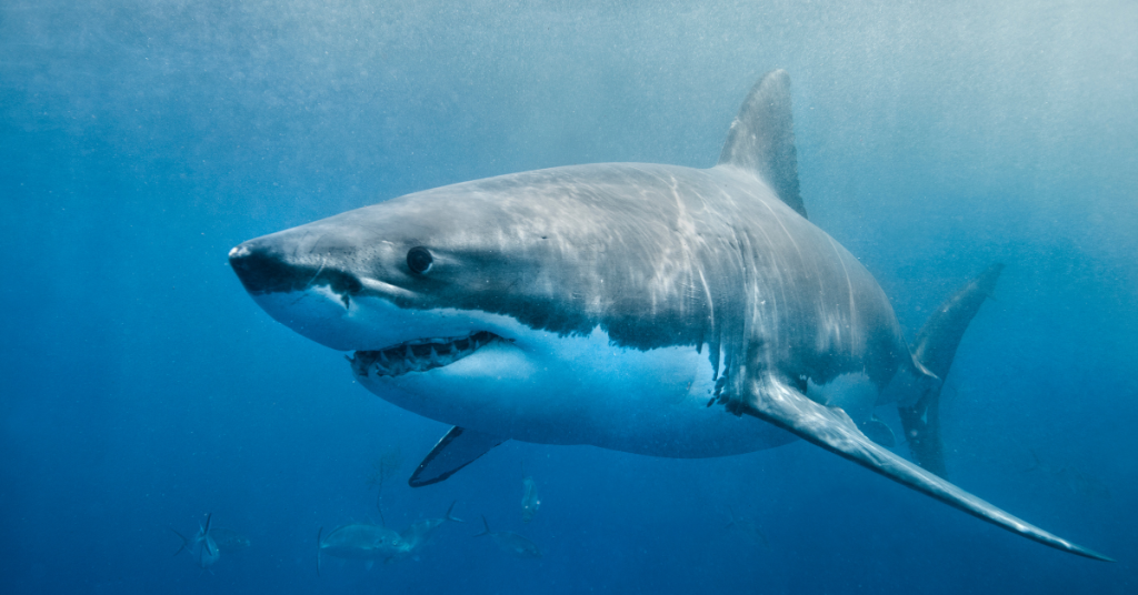 shark
