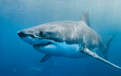 shark